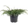 Lamosinikataja Juniperus Squamata Blue Carpet P23