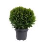 Pallotuija Thuja Occidentalis Danica P23