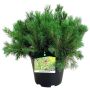 Kääpiövuorimänty Pinus Mugo Pumilio P26