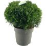 Pallotuija Thuja Occidentalis Danica P31