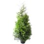 Kartiotuija Thuja Occidentalis Brabant P31 160-180 cm