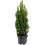 Timanttituija Thuja Occidentalis Smaragd P19 60-80 cm