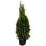 Timanttituija Thuja Occidentalis Smaragd P23 100-120 cm