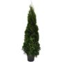 Timanttituija Thuja Occidentalis Smaragd P31 140-160 cm