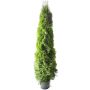 Timanttituija Thuja Occidentalis Smaragd P31 160-180 cm