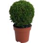 Puksipuu Buxus Sempervirens P19 25 cm