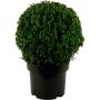 Puksipuu Buxus Sempervirens P23 30 cm
