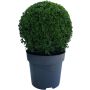 Puksipuu Buxus Sempervirens P26 35 cm