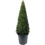 Puksipuu Buxus Sempervirens Pyramidi P23 60 cm