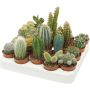Kaktus Mix P5,5