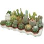Kaktus Mix P8,5