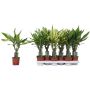 Tuoksutraakkipuu Dracaena Fragrans Mix P11