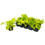 Kultaköynnös Golden Pothos P12