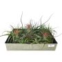 Tillandsia Mix P7