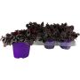 Juoru Tradescantia Purple Passion P12
