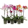 Perhoskämmekkä Phalaenopsis Mix 2-vanaa P12
