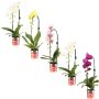 Perhoskämmekkä Phalaenopsis Mix kaarella 2-vanaa P12
