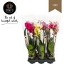 Perhoskämmekkä Phalaenopsis Mix kaarella 2-vanaa P12
