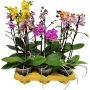 Perhoskämmekkä Phalaenopsis Mix P12