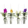 Orkidea Vanda Mix
