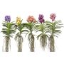 Orkidea Vanda Mix XXL 80 cm
