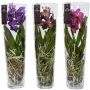 Orkidea Vanda Lisanne Mix 70 cm