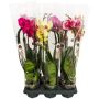 Perhoskämmekkä Phalaenopsis Mix kaarella 2-vanaa P12