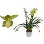 Kymbidiorkidea Cymbidium Green Arrow 2-vanaa P12