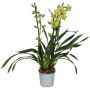 Kymbidiorkidea Cymbidium Green Arrow 2-vanaa P12