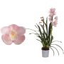 Kymbidiorkidea Cymbidium Pink Paddy 2-vanaa P12