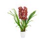 Kymbidiorkidea Cymbidium Red Arrow 2-vanaa P12