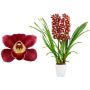 Kymbidiorkidea Cymbidium Red Arrow 2-vanaa P12