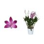 Puikkokämmekkä Dendrobium Berry Oda 4-vanaa P12