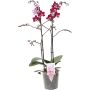 Perhoskämmekkä Phalaenopsis Multiflora Special 2-vanaa P12