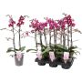 Perhoskämmekkä Phalaenopsis Multiflora Special 2-vanaa P12