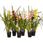Kymbidiorkidea Cymbidium Mix 1-vana P14