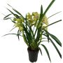 Kymbidiorkidea Cymbidium Anna 3-vana P14