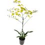 Nystykämmekkä Oncidium Yellow Hart 2-vanaa P12