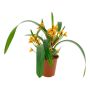 Orkidea Maxillaria Variabilis P9