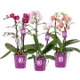Perhoskämmekkä Phalaenopsis Multiflora 2-vanaa P12