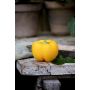 Paprika Cuneo Giallo