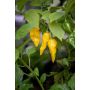 Chilipaprika Havanna Drago Yellow