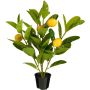Silkkikasvi Sitruunapuu ruukussa 46 cm