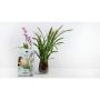 Orkideamulta Nelson Garden Orchid Mix 4 l