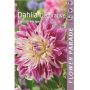 Kevätkukkasipuli Kapiteyn Dahlia Decorative Pink-Purple 1 kpl