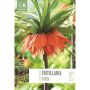 Syyskukkasipuli Keisarinpikarililja Fritillaria Imperialis Rubra 1 kpl