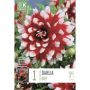 Syyskukkasipuli Kapiteyn Dahlia Duet 1 kpl