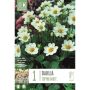 Syyskukkasipuli Kapiteyn Dahlia Topmix White 1 kpl