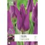 Syyskukkasipuli Tulppaani Purple Dream 8 kpl