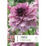 Syyskukkasipuli Kapiteyn Dahlia Creme De Cassis 1 kpl
